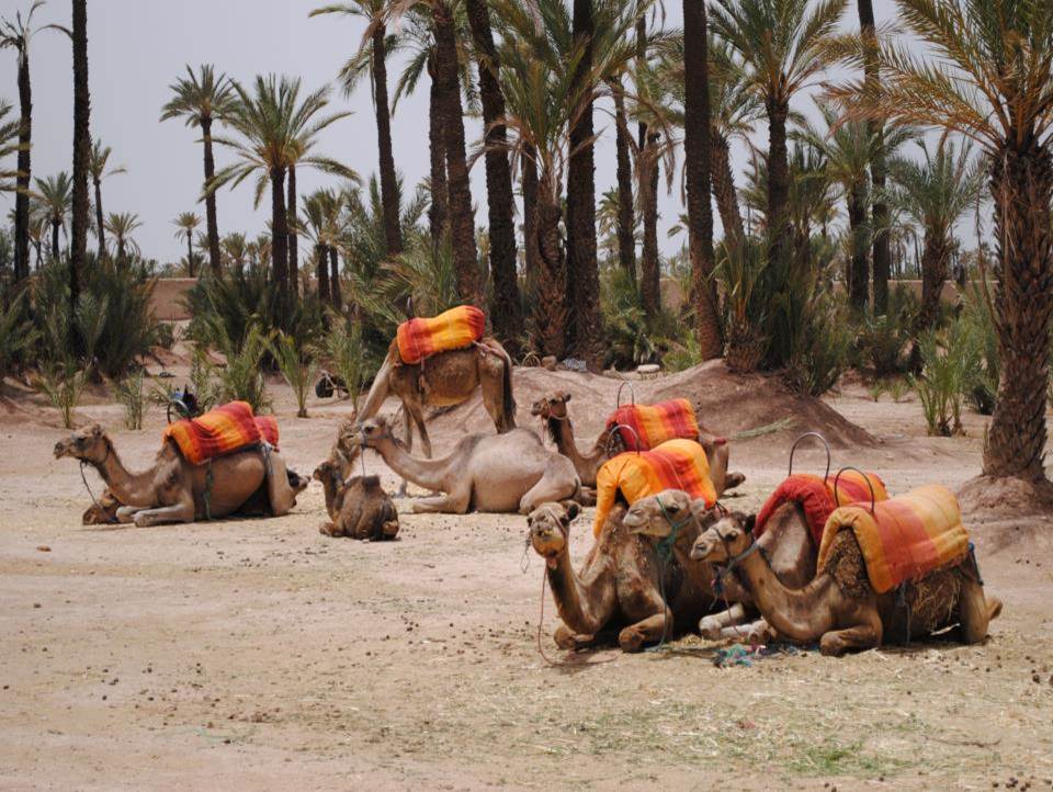 Moroccan camels, saddled and waiting
