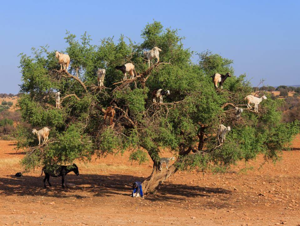 Moroccan goats grazing up in a tree