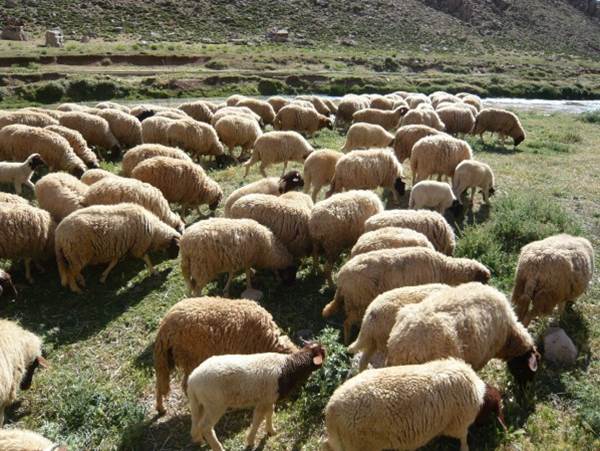 flock of sheep grazing in Morocco