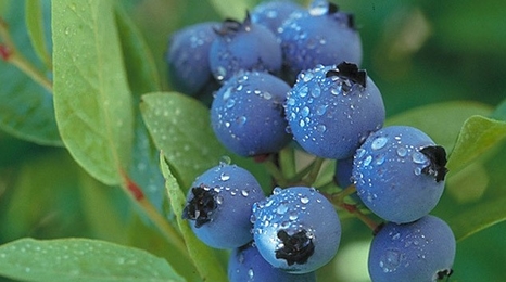 Extension Fruit Page