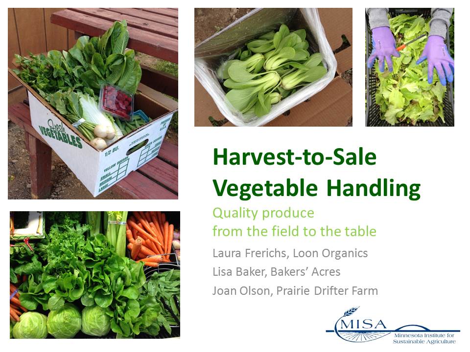 cover image for Harvest to Sale Vegetable Handling